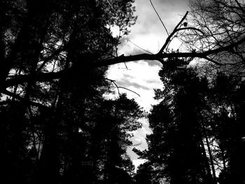 Low angle view of trees against sky