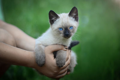 Portrait of cat with hand on kitten