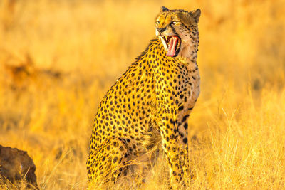 Close-up of a cat on a field