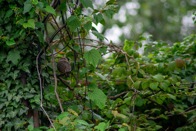 Close-up of lizard on tree