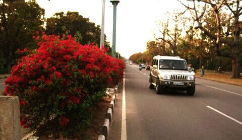 Cars on flowers