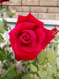 Close-up of red rose blooming outdoors