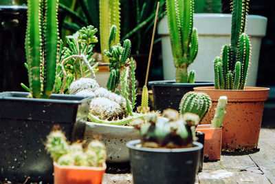 Close-up of succulent plants in yard