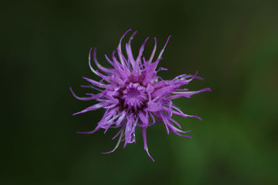 Close-up of purple flower