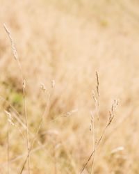 Close-up of plant growing on field