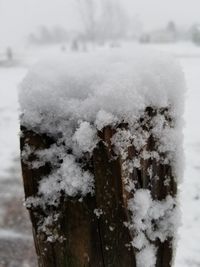 Close-up of frozen plant