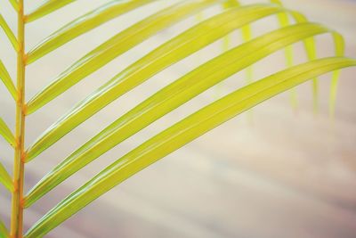 Close-up of yellow leaf