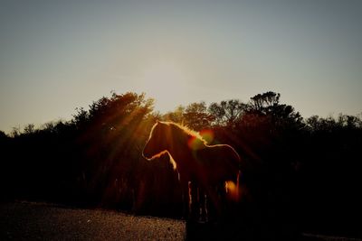 View of horse on field against sky