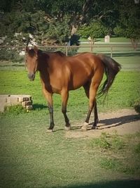 Horse standing on field