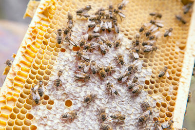 Close-up of bee on the wall