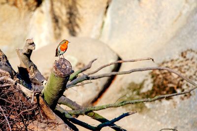 Close-up of bird perching on branch