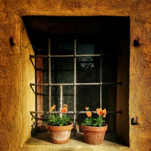 Potted plant on window sill of house