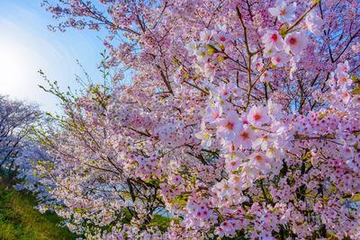 Low angle view of pink cherry blossoms in spring