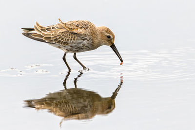 Close-up of birds on a lake