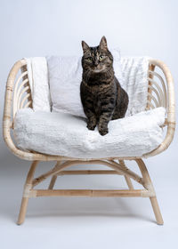 Portrait of cat sitting on chair