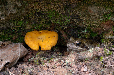 Camouflaged common frog sits next to a yellow chanterelle between moss in a crevice