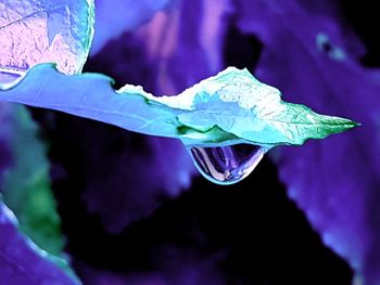 Close-up of water drops on purple flower