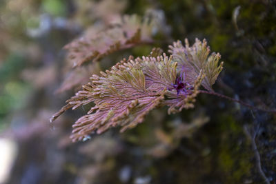 Close-up of wilted flower