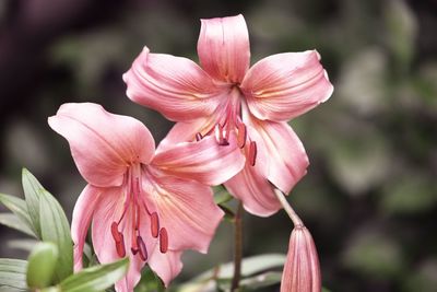 Close-up of pink lily flowers