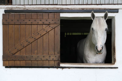 Horse in stable