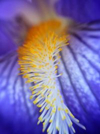 Close-up of yellow flower