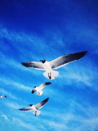 Low angle view of seagull flying against clear sky
