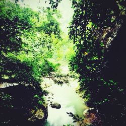 Scenic view of trees