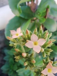 Close-up of flowering plant