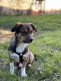 Portrait of dog sitting on field
