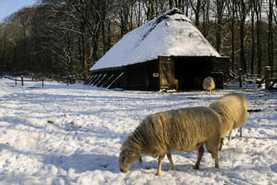 Sheep on snow covered field