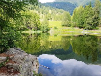 Scenic view of lake by trees in forest