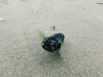 Close-up of crab on sand