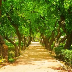 Footpath amidst trees