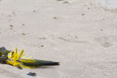 Close-up of yellow flower on sand