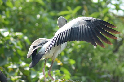 Close-up of bird flying