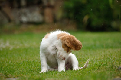 Close-up of dog on field