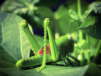 Close-up of insect on plant