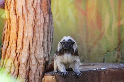 Portrait of monkey sitting on tree trunk