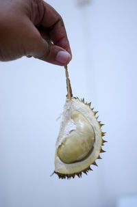 Close-up of hand holding tiny durian