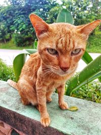 Close-up of a cat