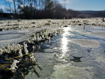 Surface level of dry leaves on road