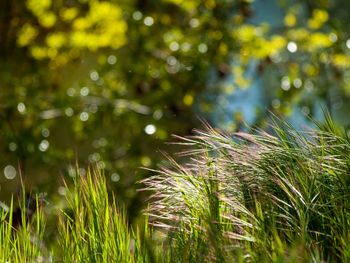 Close-up of crops growing on field