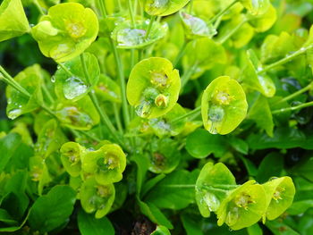 Close-up of wet plant leaves during rainy season