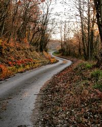 Road amidst trees in forest during autumn