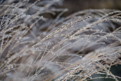 Close-up of frozen plant on land