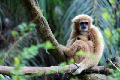 Portrait of monkey sitting on tree branch