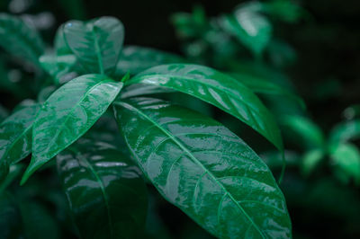 Close-up of wet plant leaves