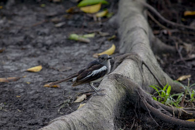 Bird perching on a tree