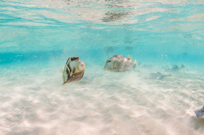 Trunk fish at stingray city