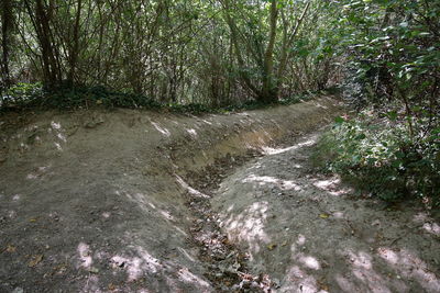 View of stream flowing through forest